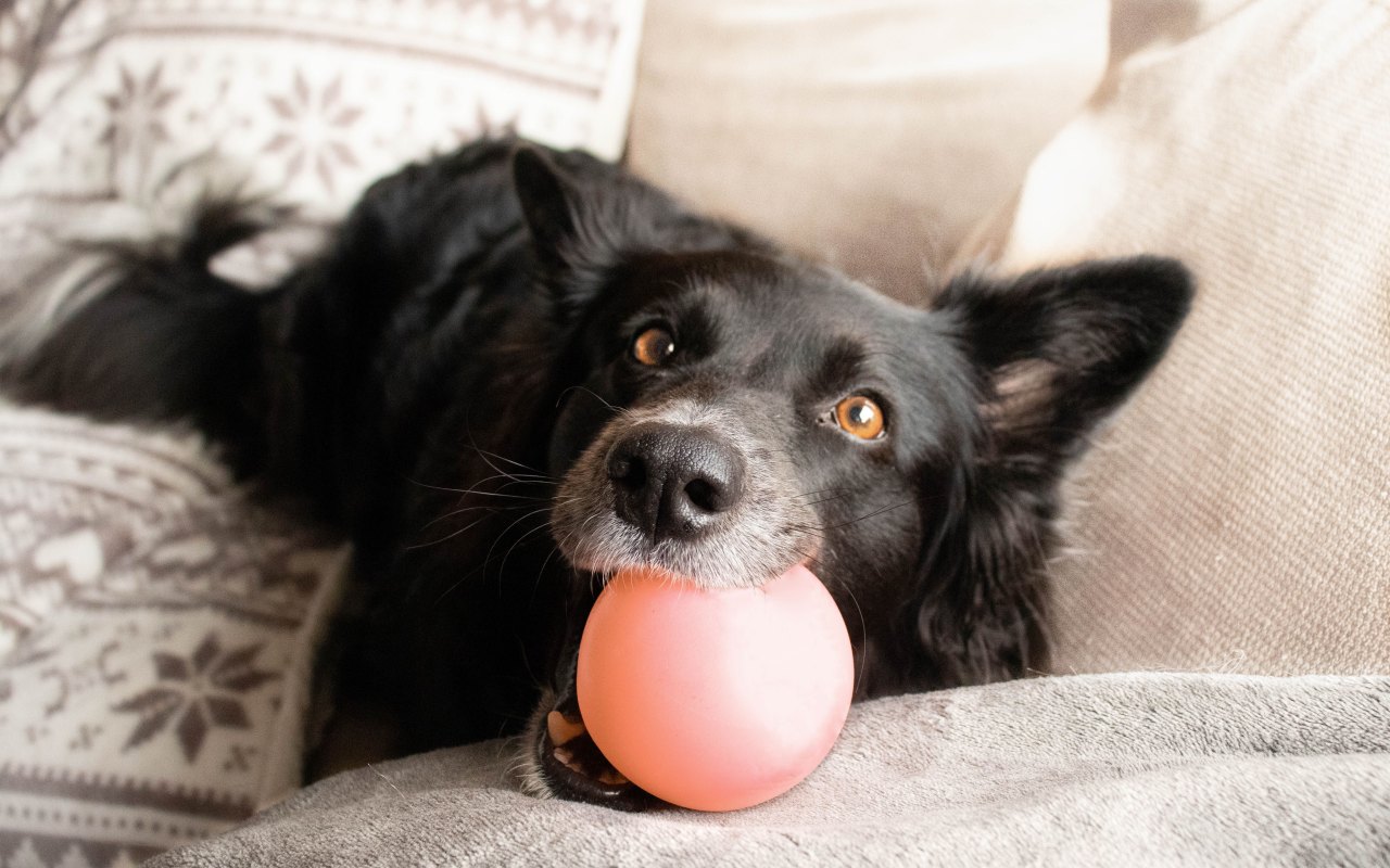 cane gioca con la pallina