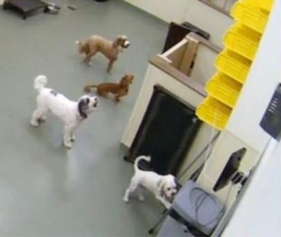 La videocamera di sicurezza cattura i cani intenti a fuggire durante una giornata di giochi all’asilo