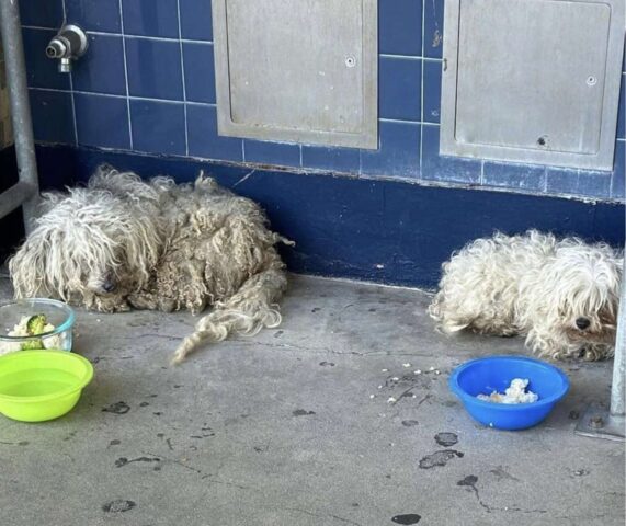 Cuccioli randagi arruffati vagano nel cortile della scuola sperando di essere salvati