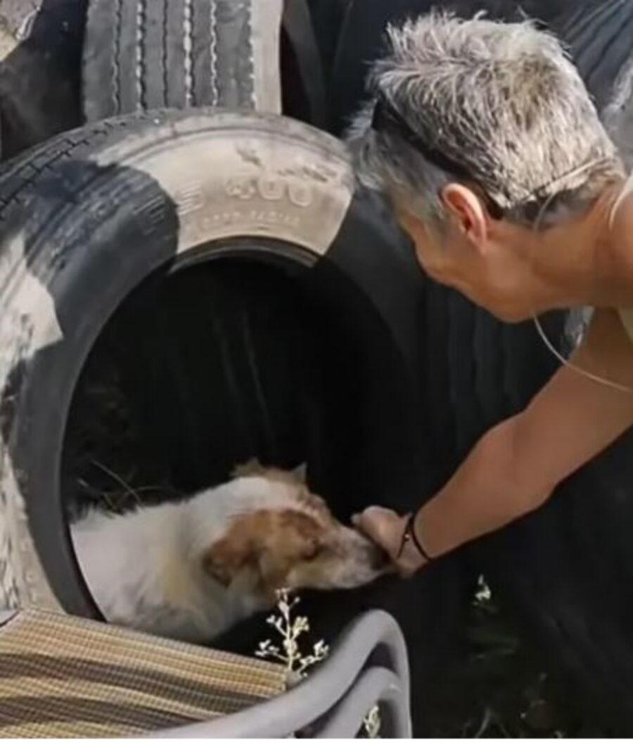 un cane randagio incontra una donna