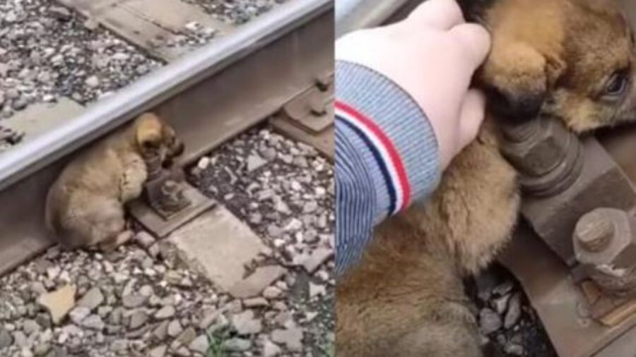 un cucciolo sulle rotaie di un treno