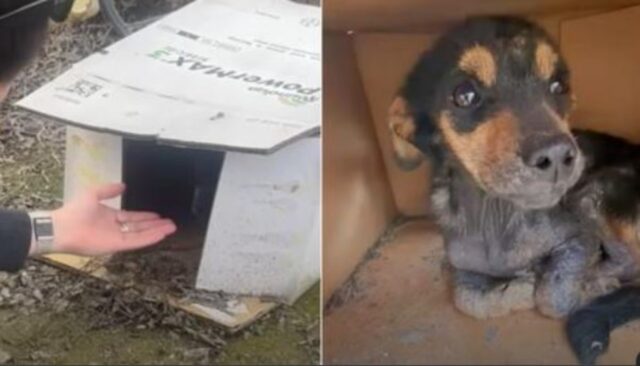Il cucciolo di cane trovato dentro una scatola di cartone bagnata riceve finalmente la cuccia dei suoi sogni