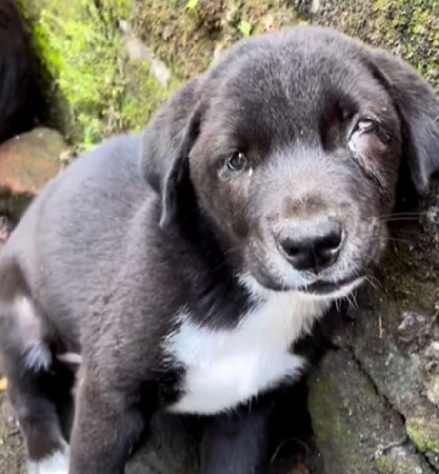 un cane cieco di nome Puddles