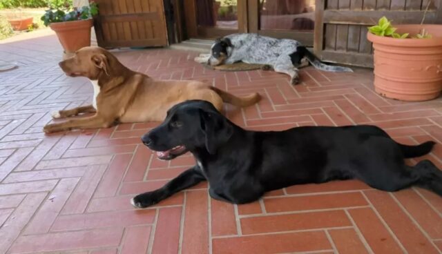 Famiglia vuole adottare un cane al canile di Latina, ma ne porta a casa tre