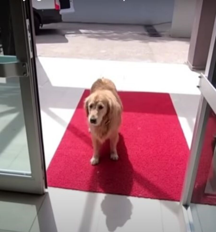 un golden retriever all'entarta di un ospedale