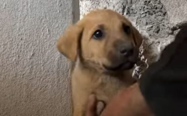 L’uomo capisce che un cucciolo di cane è intrappolato nel muro e fa di tutto per salvarlo, usando martello e scalpello (VIDEO)