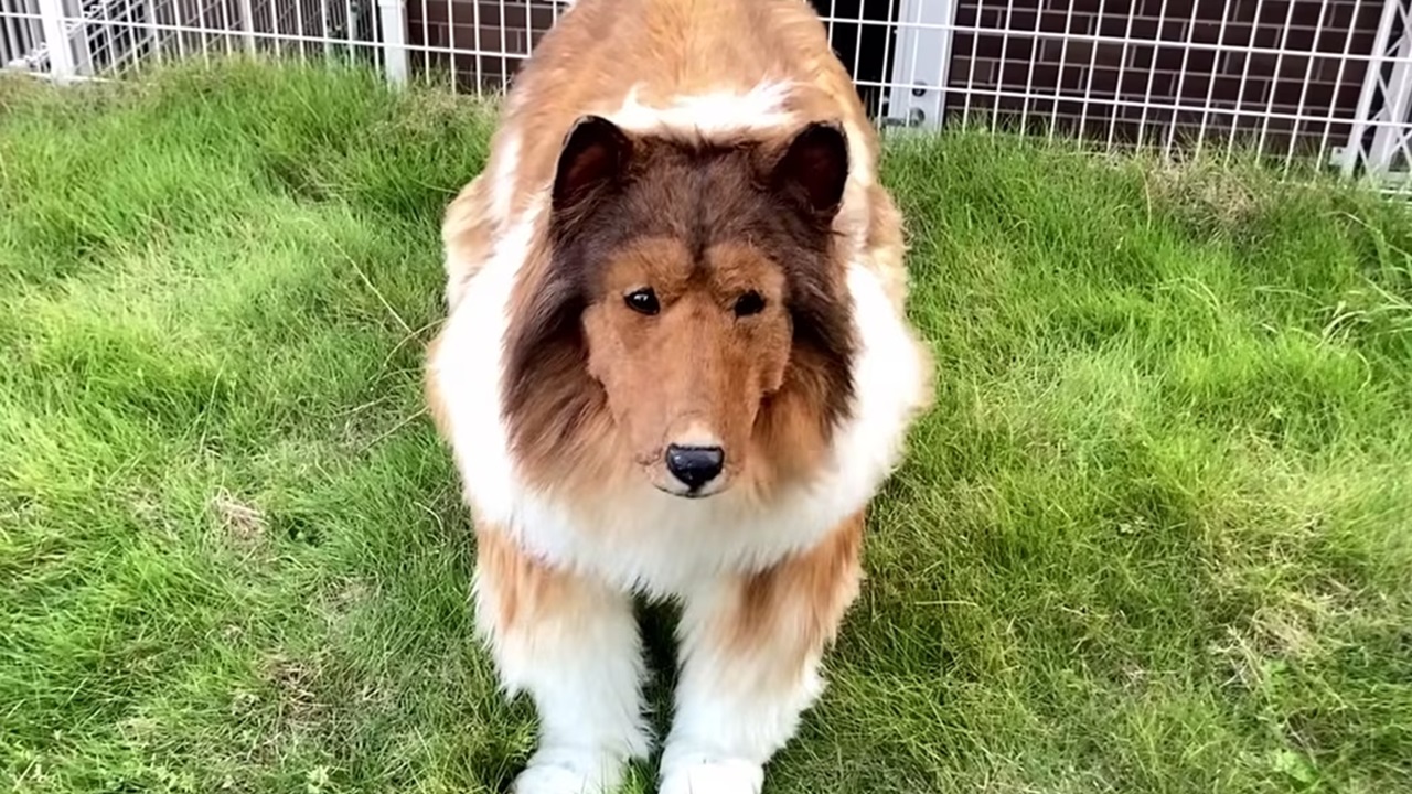 uomo diventato cane