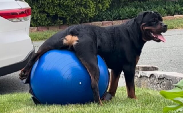 Il Rottweiler trova un modo alternativo (e rilassante) per utilizzare questa palla da ginnastica (VIDEO)