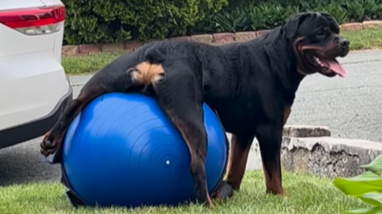 cane sulla palla