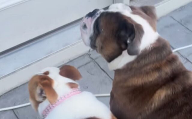 Il papà umano è appena tornato da un viaggio e i due Bulldog non contengono l’emozione (VIDEO)