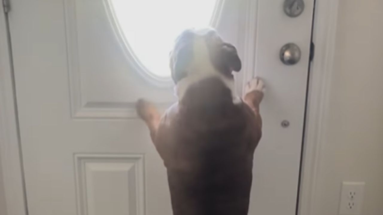 cane attende alla porta