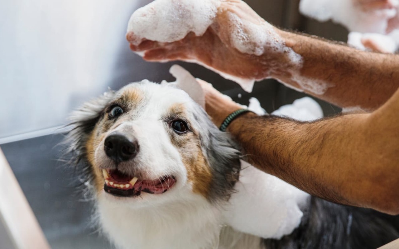 fare il bagnetto al cane