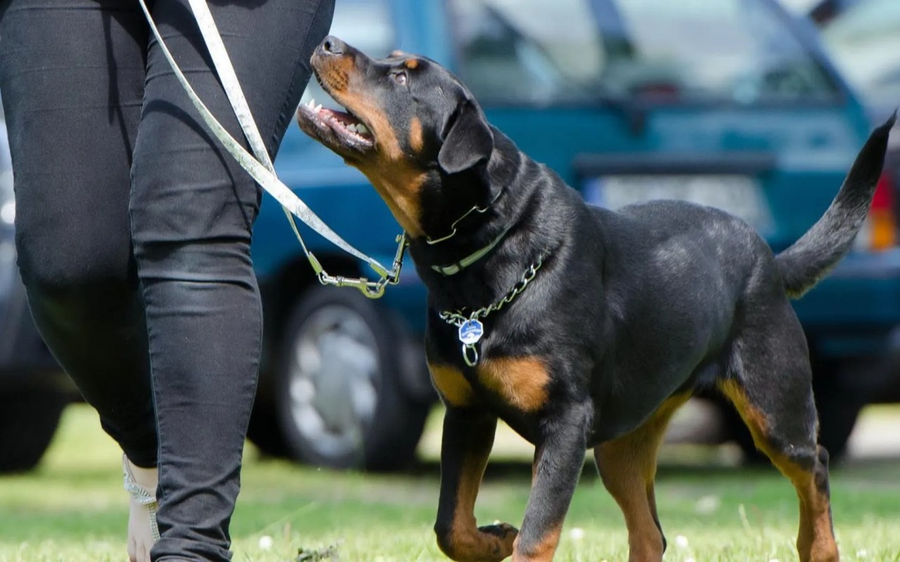 cane al guinzaglio