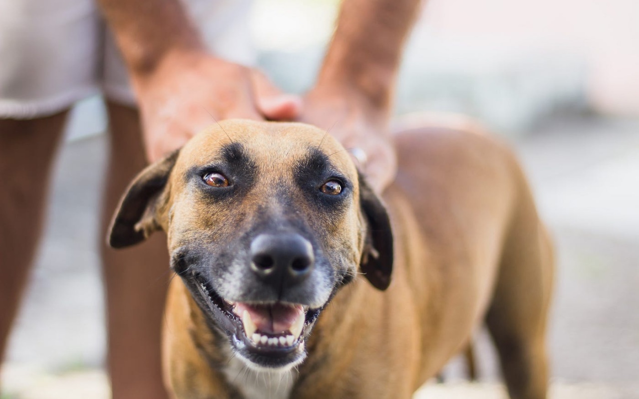 cane con il suo padrone