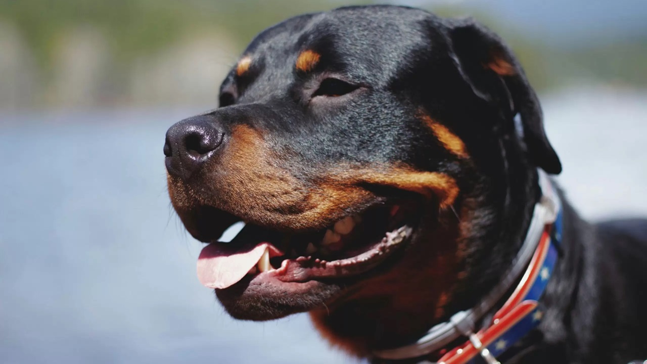 Rottweiler sul balcone