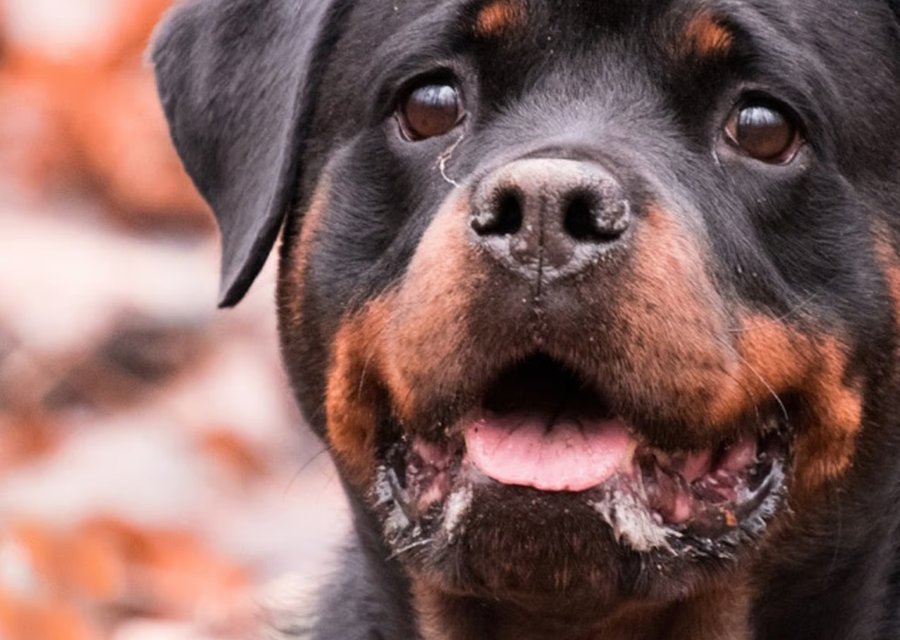 cane di razza rottweiler