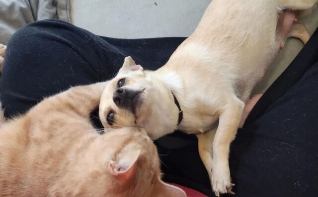 La storia d’amore fra questo Chihuahua e questo gatto è davvero la cosa più insolita che vedrete