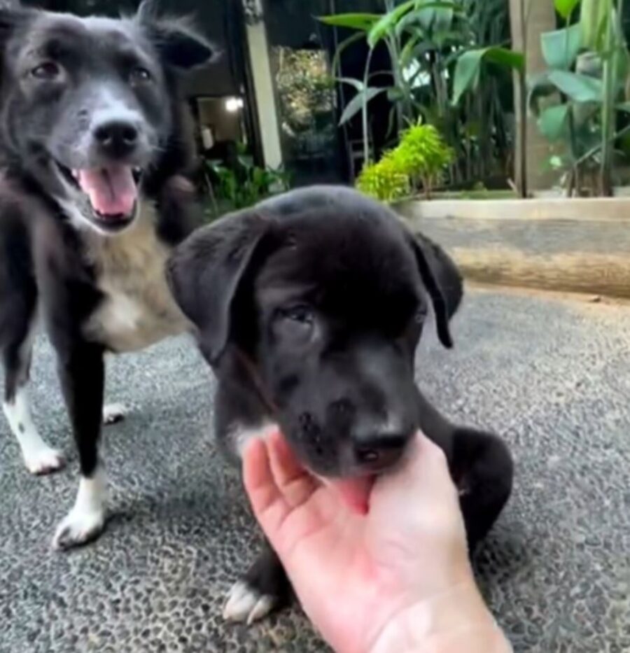 storm e prue nella loro nuova casa