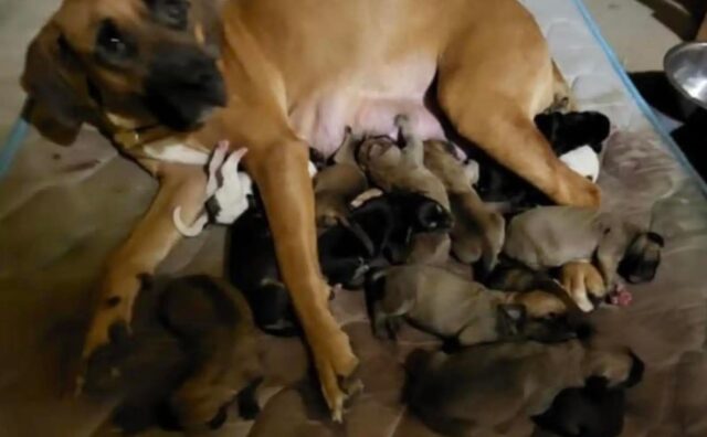 Pura crudeltà: questa mamma cane è stata abbandonata per aver dato alla luce troppi cuccioli