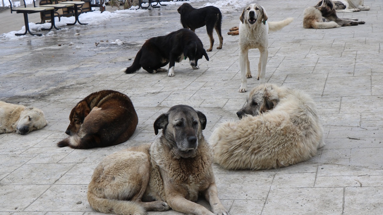 Cani randagi in Turchia