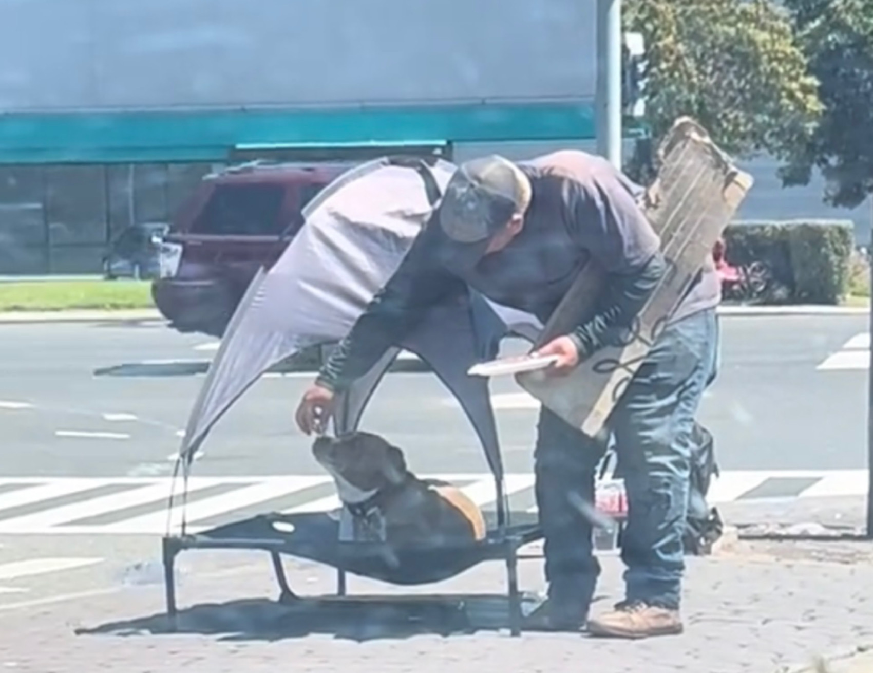 Cane sotto la tenda