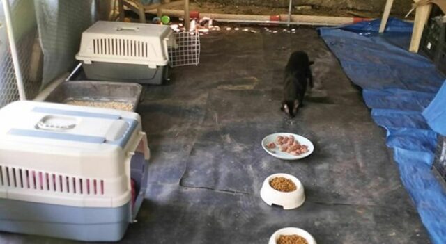 4 cani e 21 gatti prigionieri nella casa degli orrori a Napoli: si mangiavano tra di loro