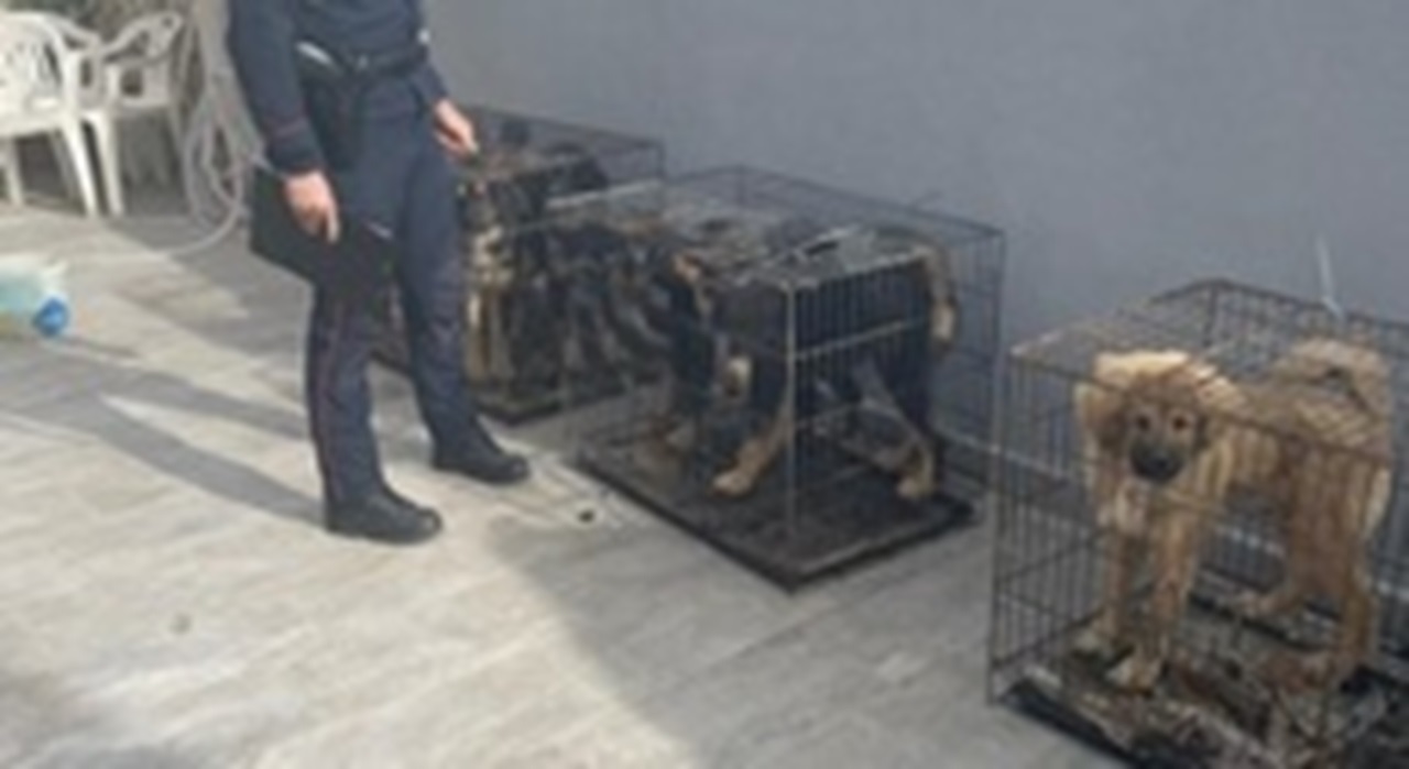 Sequestro di cani e gatti