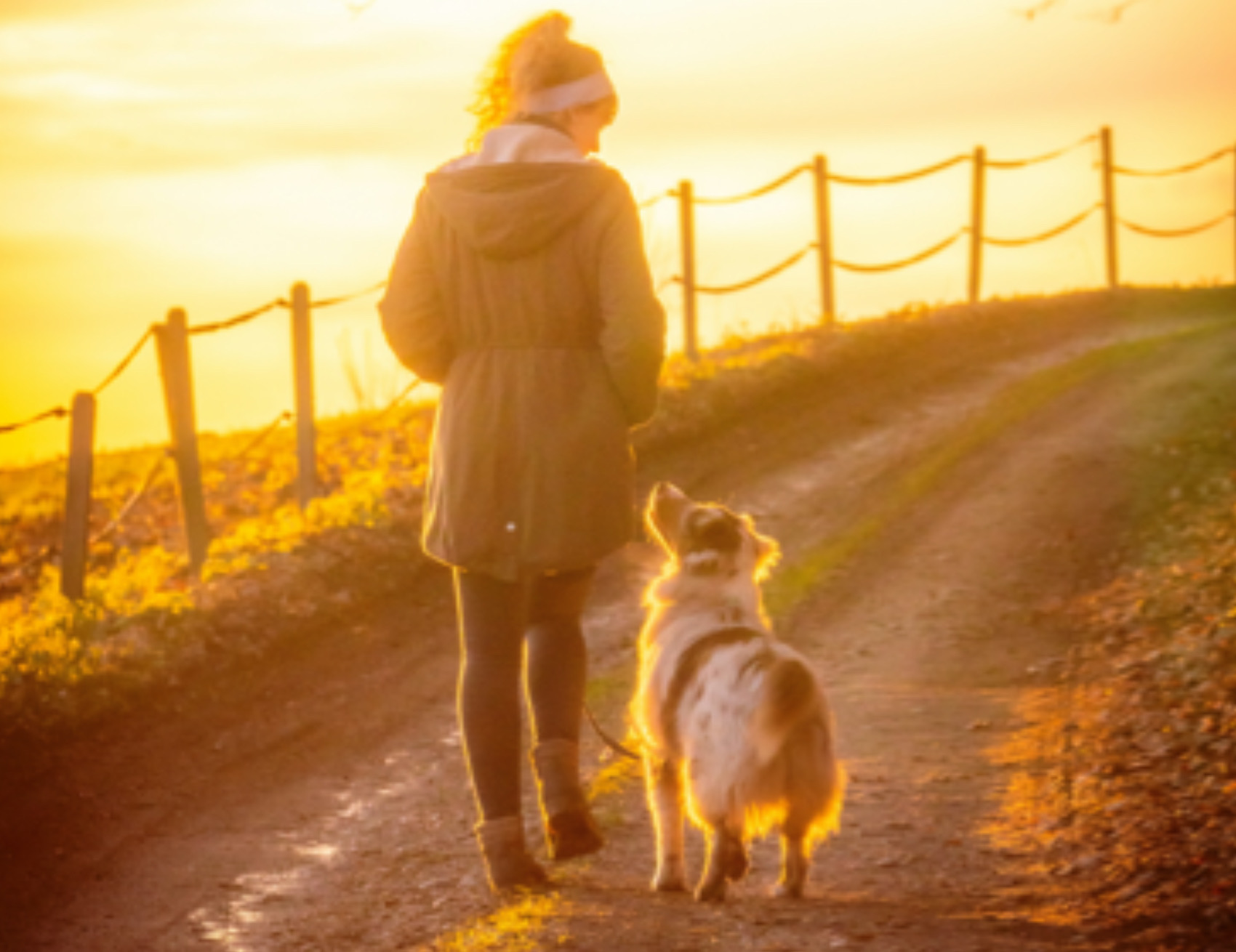 Cane a passeggio