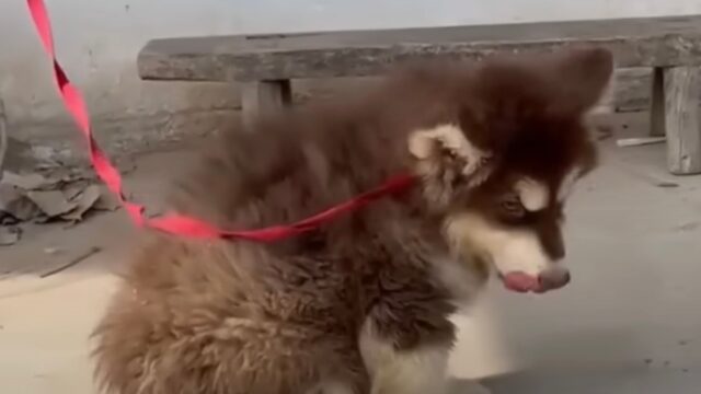 A causa della sua disabilità, il cane ha perso la considerazione del suo padrone e stava per morire sotto il sole – Video
