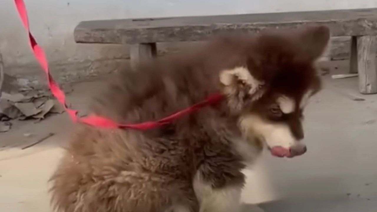 Cane disabile al guinzaglio