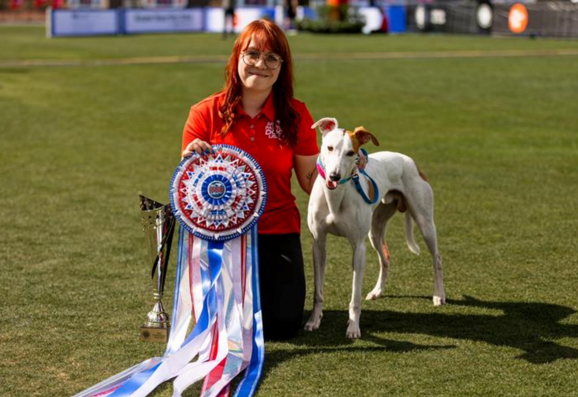 Whippet più veloce d'america