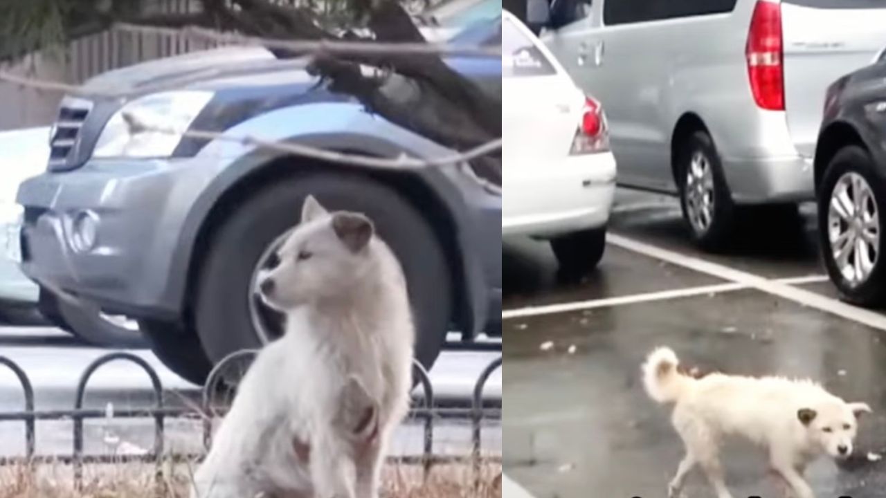 Cagnolone randagio