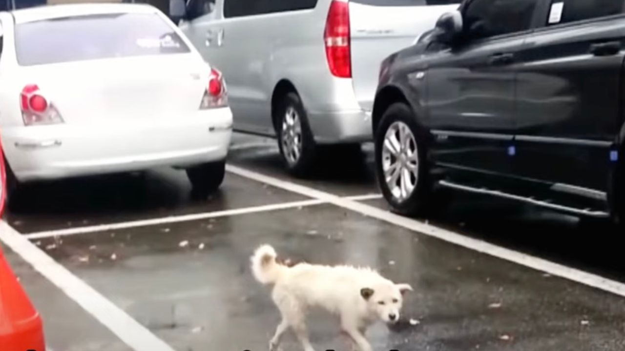 Cagnolone abbandonato vaga per strada