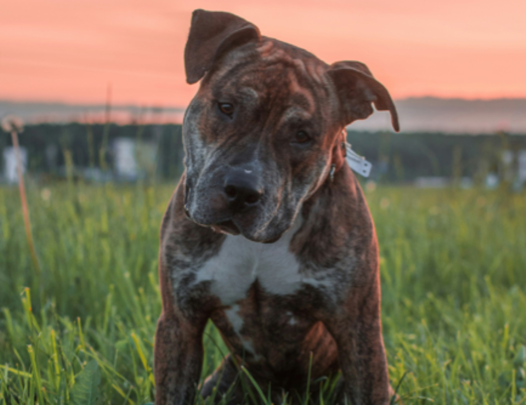 Cane guarda avanti