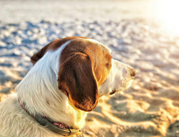 C’è una tempesta solare in corso, ma quali effetti ha sui nostri cani?