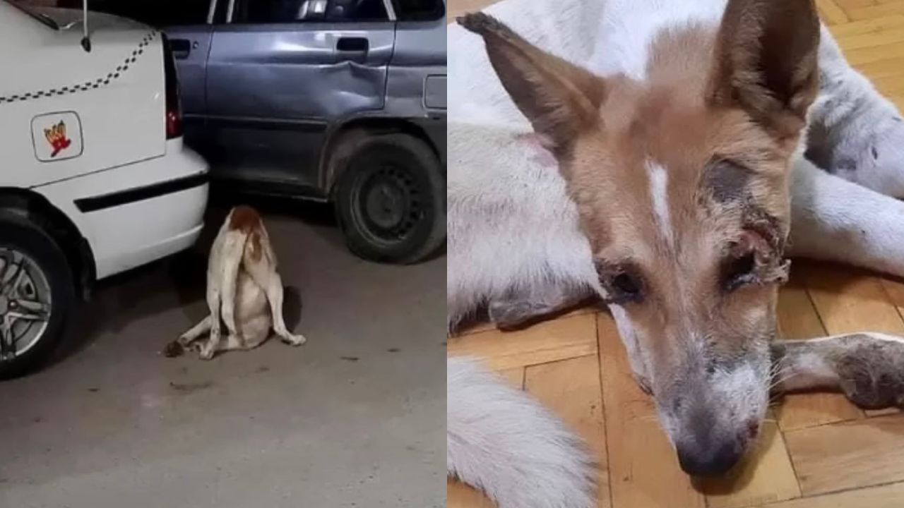 Cane impossibilitato a camminare