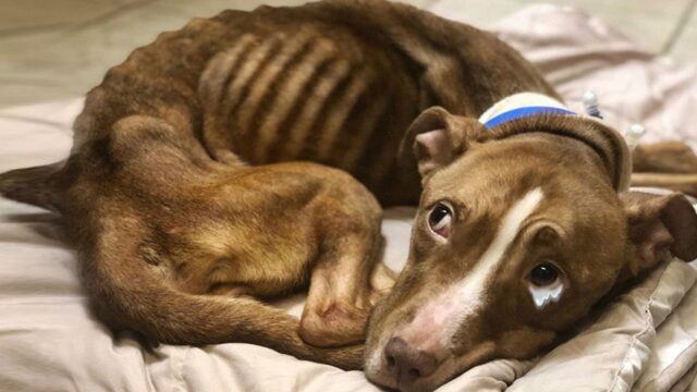 Distrutto dagli eventi che ha vissuto, il povero cane denutrito implora di non essere gettato via – Video