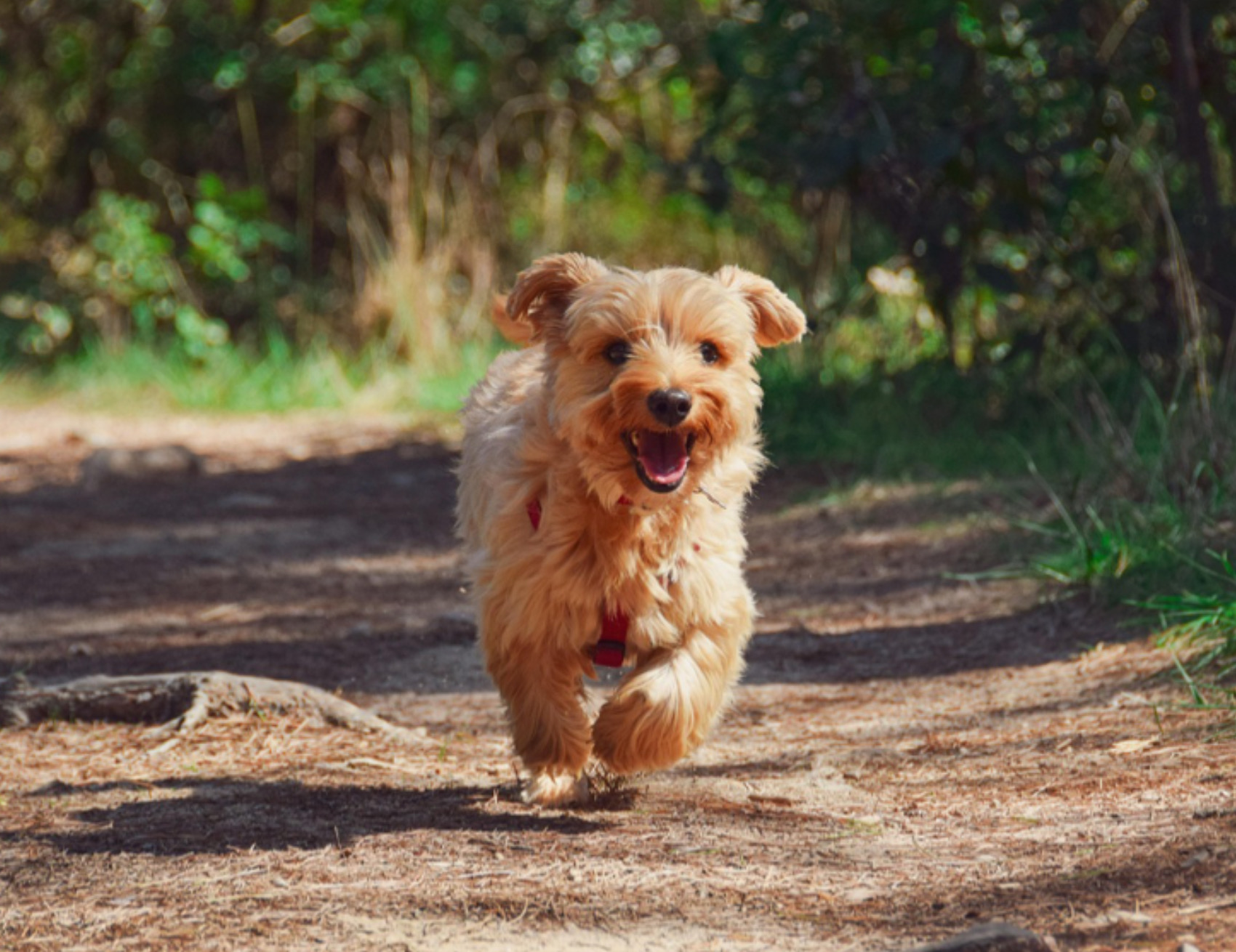 Cane corre