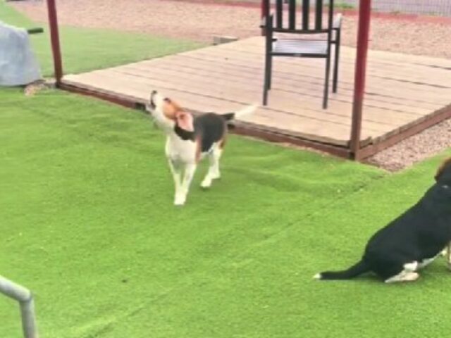 Il Beagle inizia a urlare felice quando vede il suo papà umano che viene a prenderlo all’asilo