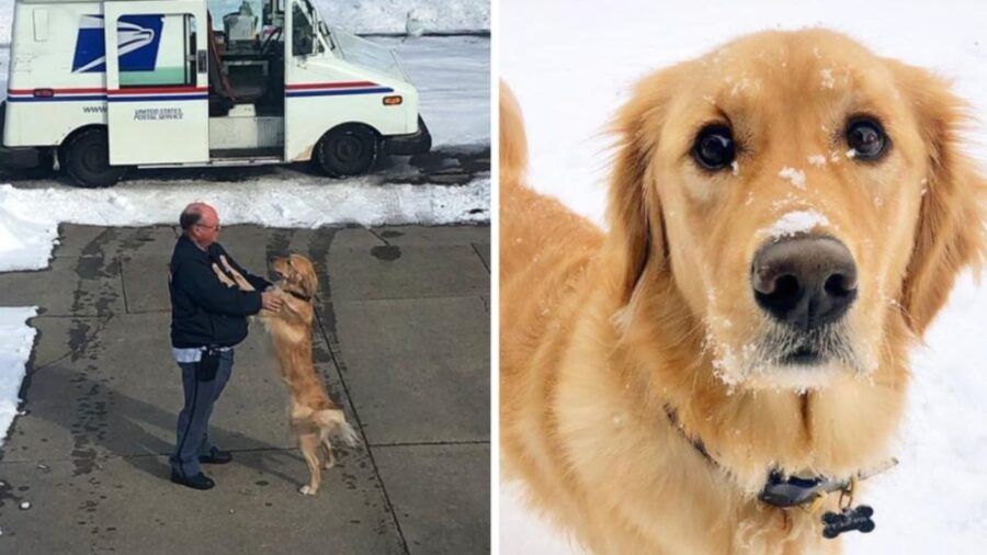 cane sporco di neve