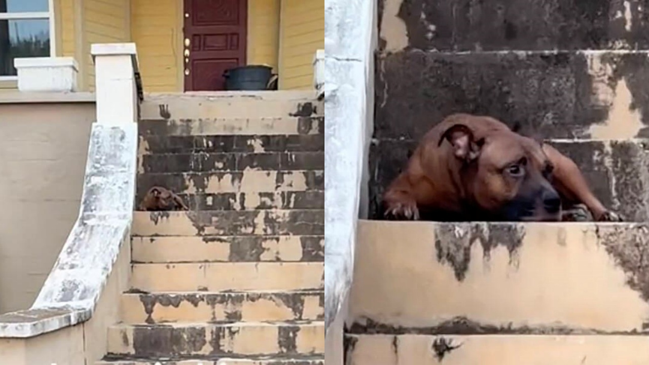 cane aspetta la sua famiglia