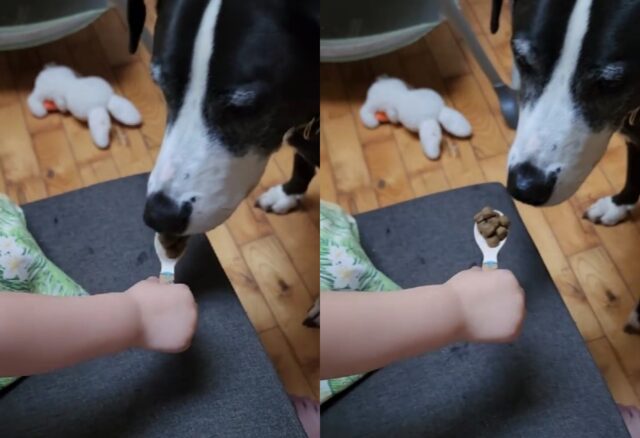 Il cane è in lutto e non vuole mangiare, così il bambino inizia a fare di tutto per convincerlo