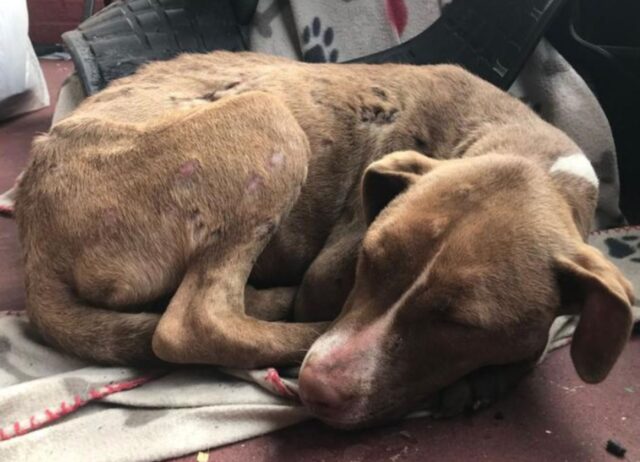 Il cane ferito era triste e stanco, così si è rannicchiato in un giardino sperando di ottenere aiuto