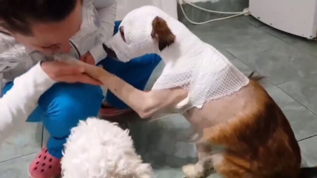 Il cane si è svegliato dopo il coma e nonostante il dolore ha voluto abbracciare la sua padrona – Video