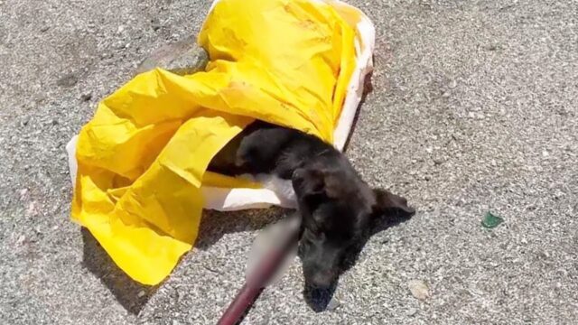 Il cucciolo di cane piangeva alla ricerca delle sue sorelle, ma purtroppo ha vissuto momenti terribili – Video