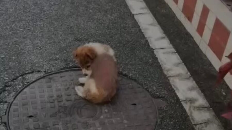 Cucciolo di cane ignorato dai passanti