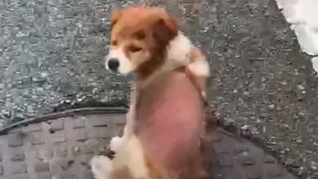 Il povero cucciolo di cane si è seduto in preda al dolore: nessuno gli si avvicinava, viste le sue condizioni – Video