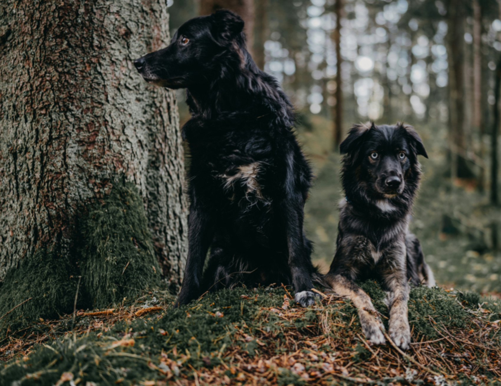 Due cani vicino l’albero