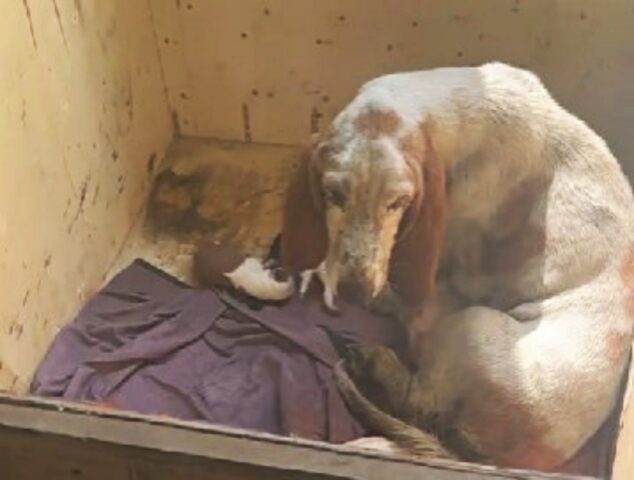 La Basset Hound maltrattata ha dato alla luce i suoi cuccioli, ma ora bisognava salvarla