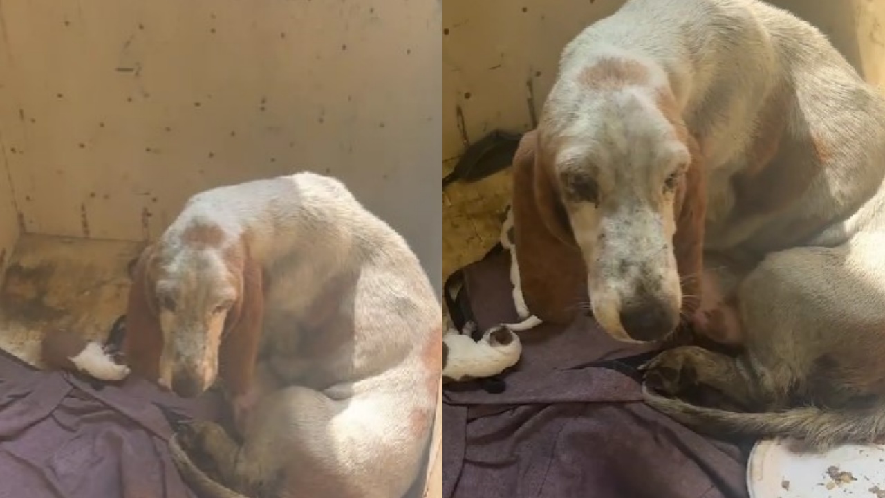 Basset Hound maltrattata con figli